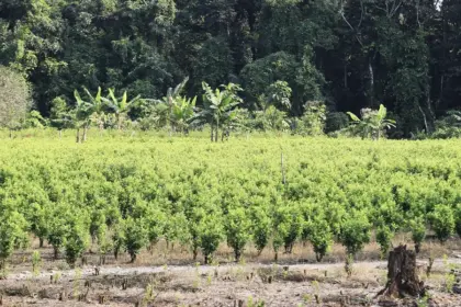 Juez suspende plan piloto de fumigación aérea en Colombia