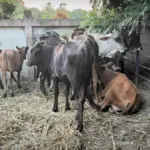 Refuerzan controles en Dajabón para prohibir ingreso de productos de Haití