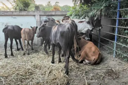 Refuerzan controles en Dajabón para prohibir ingreso de productos de Haití