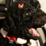 Barack Obama lamenta la muerte de Sunny su querida mascota de 13 años