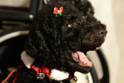Barack Obama lamenta la muerte de Sunny su querida mascota de 13 años