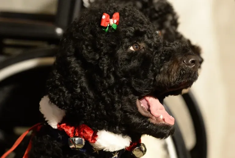 Barack Obama lamenta la muerte de Sunny su querida mascota de 13 años 1 Barack Obama lamenta la muerte de Sunny su querida mascota de 13 años