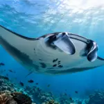 Día Mundial de la Manta Raya: claves para su conservación marina