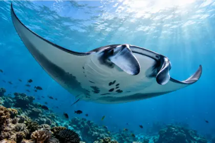 Día Mundial de la Manta Raya: claves para su conservación marina 13 Día Mundial de la Manta Raya: claves para su conservación marina