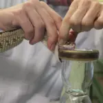 Día Mundial contra la Mordedura de Serpiente: prevención y realidad mortal