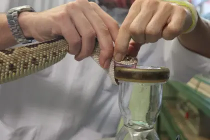 Día Mundial contra la Mordedura de Serpiente: prevención y realidad mortal