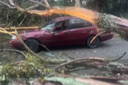 Árbol cae sobre vehículo en Jarabacoa dejando un conductor herido