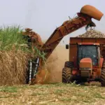 RD aumenta cuota de azúcar en EE. UU. y lidera exportaciones globales