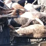 Indignación en La Romana por la muerte de 12 perros presuntamente envenenados