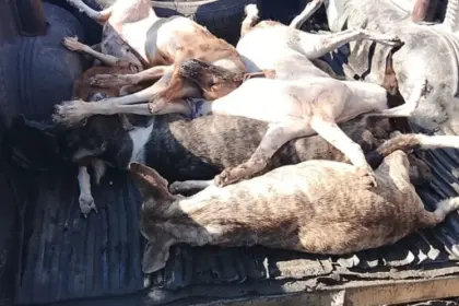 Indignación en La Romana por la muerte de 12 perros presuntamente envenenados