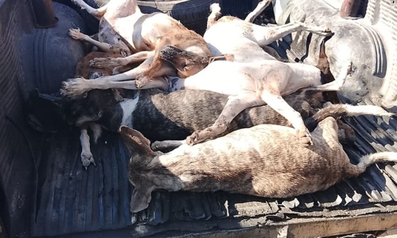 Consternación en La Romana tras muerte de 12 perros por posible envenenamiento