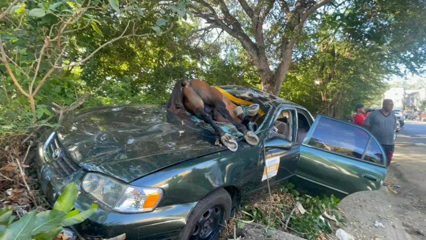 Accidente en Santiago: Caballo impacta vehículo en carretera Jánico