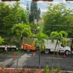 Denuncian contaminación en Los Cacicazgos por trituración de ramas