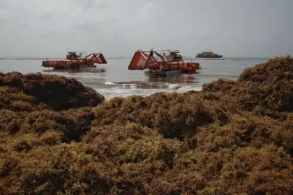UE y Caribe impulsan inversiones para transformar el sargazo en valor