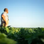 Soya sostenible: clave para la producción de proteína en RD