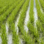 FENARROZ respalda planes del Gobierno para proteger la producción de arroz