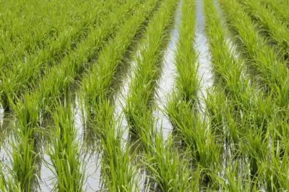 FENARROZ respalda planes del Gobierno para proteger la producción de arroz
