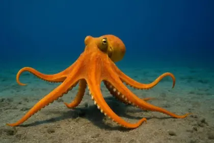 Día Internacional del Pulpo: curiosidades de una especie milenaria