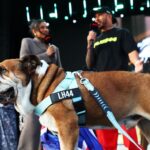 Hamilton Prioritizes Roscoe Over F1: Concern for the Bulldog's Health