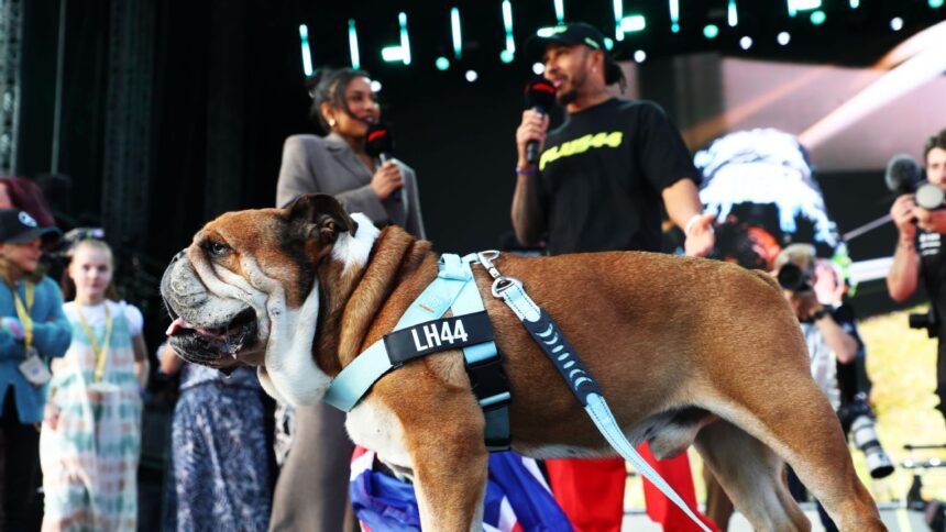 Hamilton Prioritizes Roscoe Over F1: Concern for the Bulldog's Health