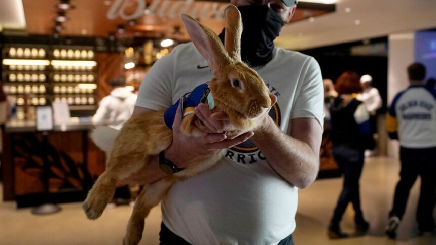 Alex The Great, the therapy rabbit who conquered stadiums and hearts, passes away