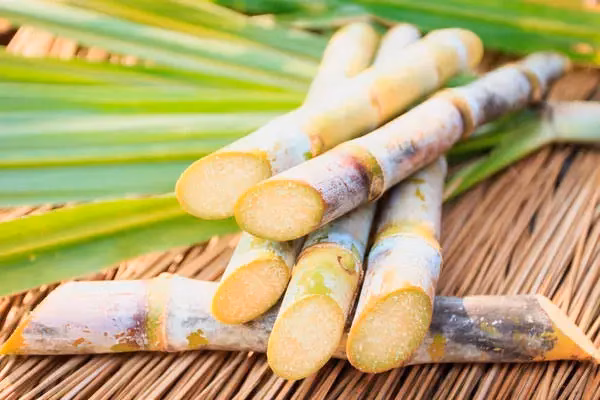 Sugarcane Day: impact and legacy on the economy of the Dominican Republic