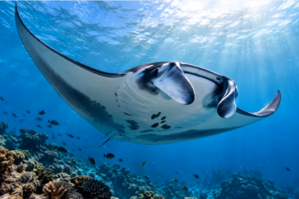 World Manta Ray Day: keys to their marine conservation