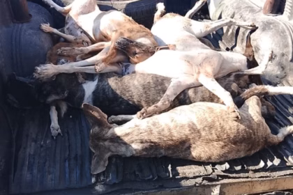 Outrage in La Romana over the death of 12 dogs allegedly poisoned