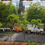 Pollution reported in Los Cacicazgos due to branch shredding