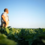 Sustainable soy: key to protein production in the DR