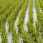 FENARROZ supports Government plans to protect rice production