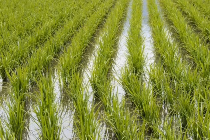 FENARROZ supports Government plans to protect rice production
