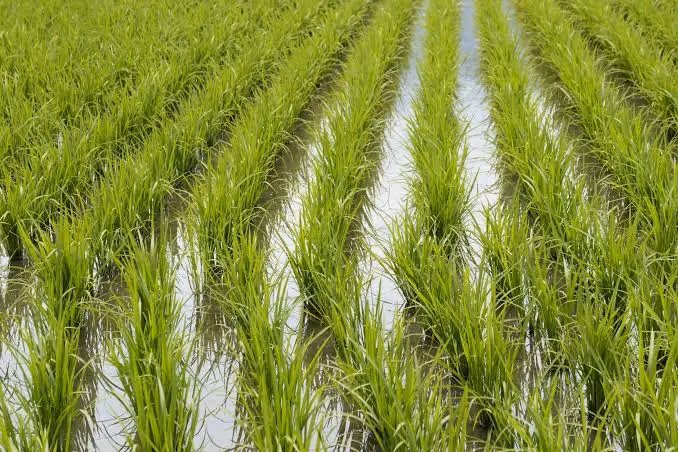 FENARROZ supports Government plans to protect rice production