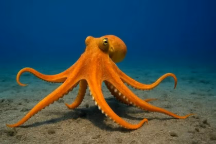 International Octopus Day: curiosities of an ancient species