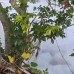 Alert in Dajabón: Rice farmers report toxic foam in Masacre River