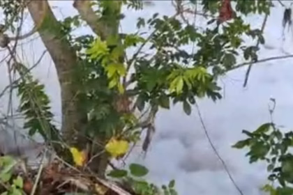 Alert in Dajabón: Rice farmers report toxic foam in Masacre River